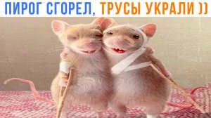 ПИРОГ СГОРЕЛ, ТРУСЫ УКРАЛИ, А В ОСТАЛЬНОМ ДЕЛА НОРМАЛЬНО ))) Приколы | Мемозг 1755