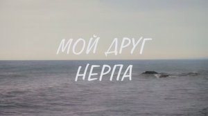 Мой друг нерпа