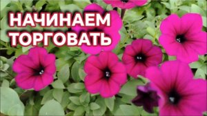 Обзор теплицы. Начинаем торговать.