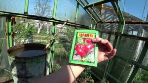 Начинаем кормить томаты