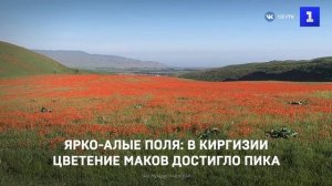 Ярко-алые поля: в Киргизии цветение маков достигло пика