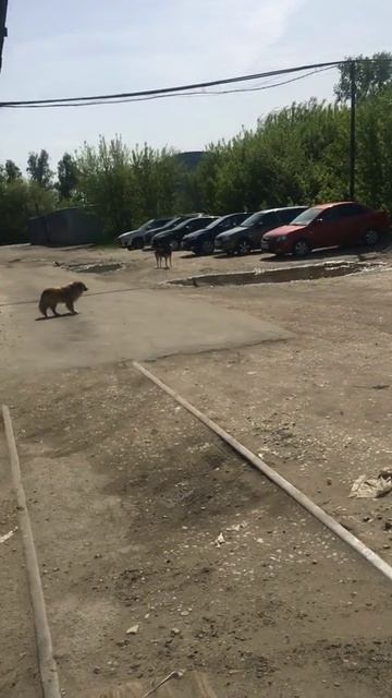 Задолбали эти бродячие псы в городе.