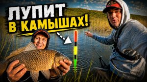 ТАКАЯ РЫБАЛКА БЫВАЕТ РЕДКО! Ночёвка и БРОНЗОВЫЙ в КАМЫШАХ! Это ЖОР 2026!