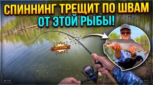 🔥 Форель РАЗРЫВАЕТ СПИННИНГ на этой ПРИМАНКЕ! Эпичная весенняя рыбалка!