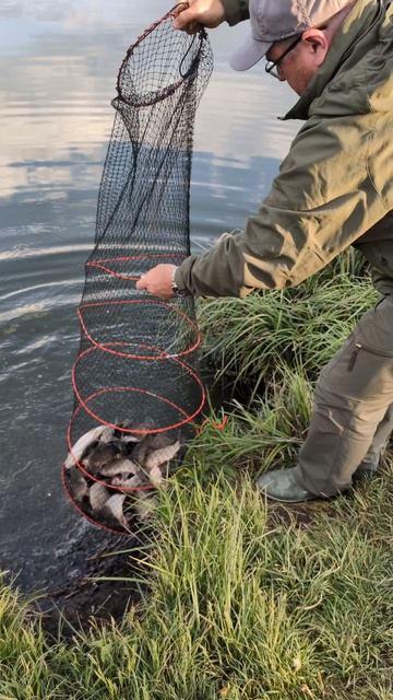 Караси #рыбалка #fishing #рыбалканаозере #карась #рыбалканафидер #кормачки #carpfishing #поплавок