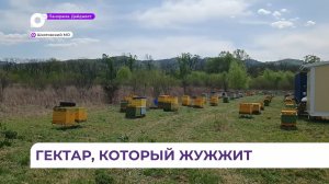 150 пчелосемей осваивают с пчеловодами из Шкотовского МО «Дальневосточный гектар»