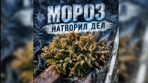 Мороз натворил дел