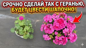 Обязательно посадите ГЕРАНЬ ТАК и ЦВЕТЕНИЕ БУДЕТ ШАПОЧНОЕ!