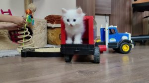 КОТЯТА. 30 минут с котятами. Подборка забавных и интересных моментов. Мини-котята 2026