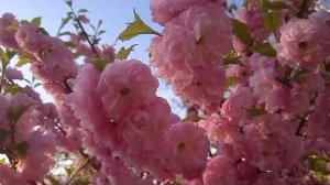 Станица Должанская. Цветущий апрель.