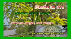14-05-2026 //Краснодарский край/Мечты сбываются!!!/Собираю урожай/Готовлю грядки//Окрошка//Погода //