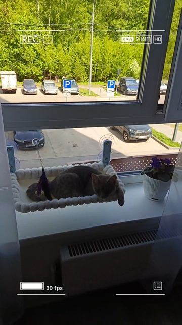 «Лежанка на присосках: испытание котом»