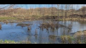 Тайдаково.По ул.Заречная,Молодежная.Бобры у речки.17 апреля 2026