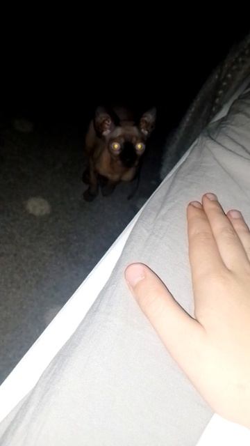 призыв египетского кота.