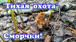 Весенние грибы Сморчки | Грибной сезон *2026* открыт | Лоси у ручья