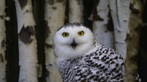 животные  на Английском языке Крюк Злата