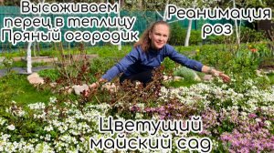 Высаживаем перец в теплицу. Пряный огородик. Реанимация роз. Майский сад