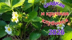 Чем подкормить клубнику во время цветения для рекордного урожая.