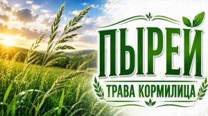 ПЫРЕЙ. ТРАВА КОРМИЛИЦА