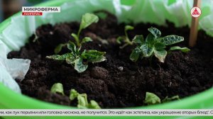Вода, воздух, свет - вот и всё хозяйство! Школьники в Лангепасе выращивают суперфуд