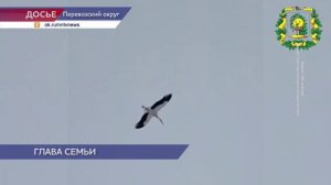 Аист Гера из Перевоза обзавёлся парой и привёл её в своё гнездо