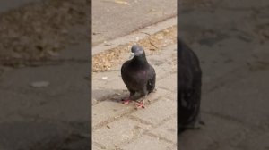 Я снимаю как голуби едят еду: семечки, арахис.