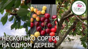 Дерево-сад. Черешня
