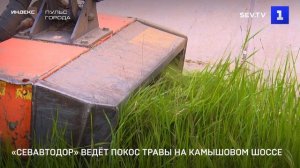 «Севавтодор» ведёт покос травы на Камышовом шоссе
