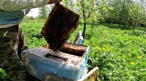 Осмотр домашней пчело семьи. Не добрые пчёлы