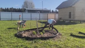 Дача. Установила бордюрную ленту садовую. КАКАЯ КЛУМБА ПОЛУЧИЛАСЬ?
