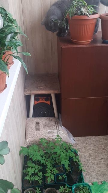Сперва хотел,теперь не хочу.