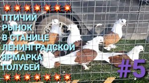 💥💥💥 Птичий рынок в станице Ленинградской. Ярмарка голубей 10.05.26. Часть 5.