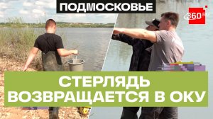 Восстановить баланс: в Оке восстанавливают популяцию стерляди