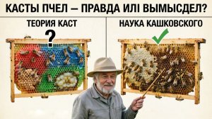 Касты пчёл в улье: правда или выдумка? Отвечает профессор Кашковский 🐝🔍