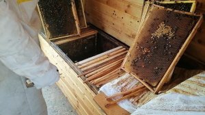 Лежак 48 рамок пока не зароился.