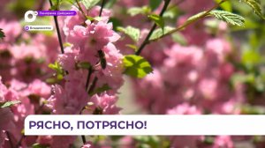 Во Владивостоке зацвели все фруктовые деревья и кустарники