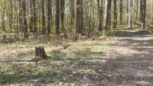 Гуляю в парке