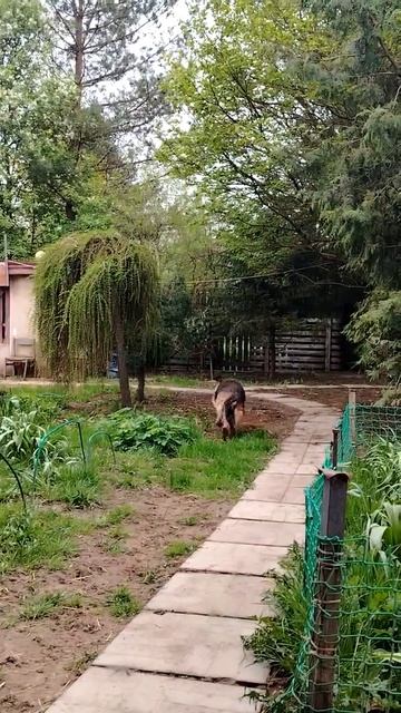 Баба Капа смотреть онлайн