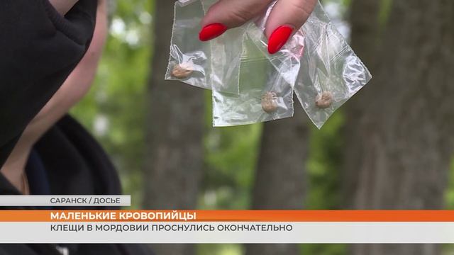 Клещи в Мордовии проснулись окончательно