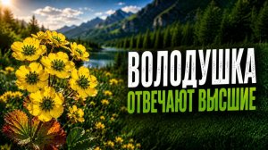 ВОЛОДУШКА. ОТВЕЧАЮТ ВЫСШИЕ