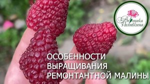 Ремонтантная малина
