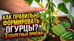 КАК ПРАВИЛЬНО ФОРМИРОВАТЬ ОГУРЦЫ?
