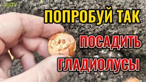 Попробуй так посадить ГЛАДИОЛУСЫ и они смогут расти БЕЗ ОПОРЫ и подвязки во время цветения 🌸