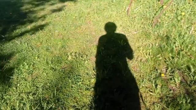 дгш 11 сезон 24 серия: одуванчик