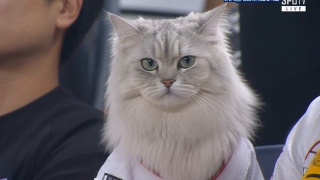 Сижу. Наблюдаю. Осуждаю.  #KittyНаМатче