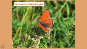 А вот вам и червонец! Бабочка червонец блестящий