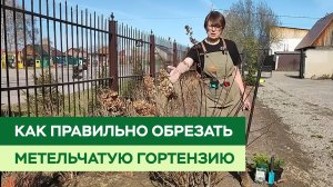 Как правильно обрезать метельчатую гортензию