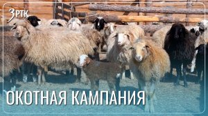 46 тысяч ягнят уже родились в окотной кампании 2026
