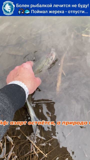 🎣🐟 Поймал — отпусти: мой новый принцип на рыбалке!