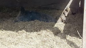 Охота на Кабана 🐗